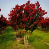 Red Rocket Crape Myrtle