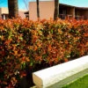 Red Tip Photinia