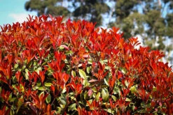 Red Tip Photinia -The Tree Center red tip photinia 3 600x400 1