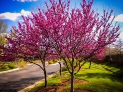 Appalachian Redbud Tree -The Tree Center redbud easter appalachian 1 600x450 1