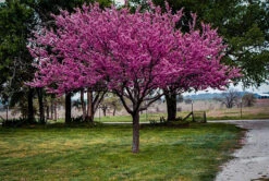 Appalachian Redbud Tree -The Tree Center redbud easter appalachian 4 600x403 1