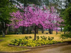 Forest Pansy Redbud -The Tree Center redbud forest pansy 1 600x450 1