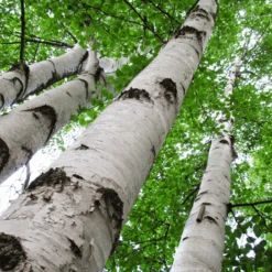 Renaissance Reflection® Birch