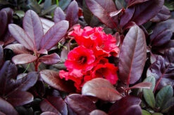 Everred Rhododendron -The Tree Center rhododendron everred 1 600x399 1
