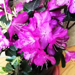 PJM Pink Delight Rhododenron