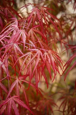 Ribbon Leaf Japanese Maple -The Tree Center ribbon leaf japanese maple 3 jpg webp