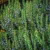 Tuscan Blue Rosemary