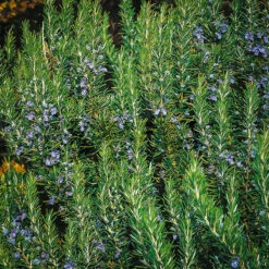 Tuscan Blue Rosemary