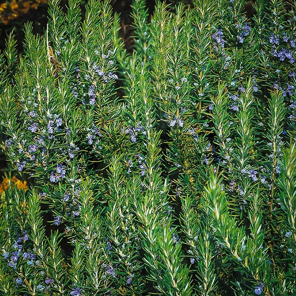 Tuscan Blue Rosemary 1 Tuscan Blue Rosemary