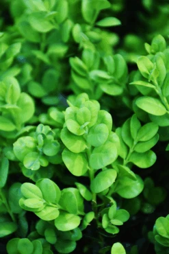 Rotundifolia Boxwood -The Tree Center rotundifolia boxwood 2