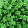 Rotundifolia Boxwood