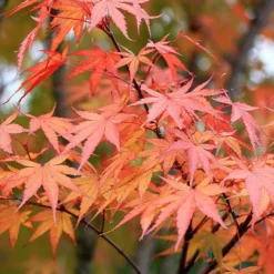 Arakawa Rough-Bark Japanese Maple -The Tree Center rough barked japanese maple 2 jpg webp