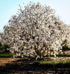 Royal Star Magnolia Tree -The Tree Center royal star magnolia 1 jpg webp