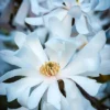 Royal Star Magnolia Tree