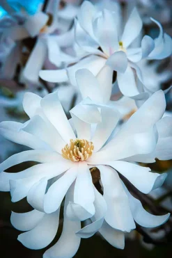 Royal Star Magnolia Tree