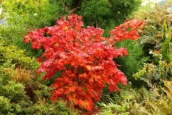 Ruby Full-Moon Japanese Maple