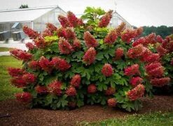 Ruby Slippers Oakleaf Hydrangea -The Tree Center ruby slippers hydrangea 1 600x438 1