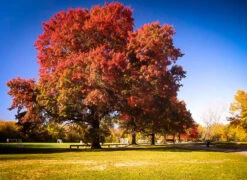 Scarlet Oak Tree -The Tree Center scarlet oak tree 1 600x437 1