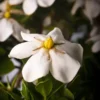ScentAmazing Gardenia