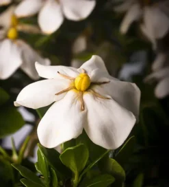 ScentAmazing Gardenia