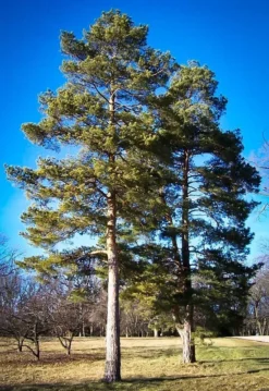 Scots Pine