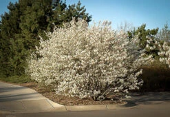 Serviceberry 5 Serviceberry -The Tree Center serviceberry 1 600x413 1