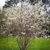 Serviceberry