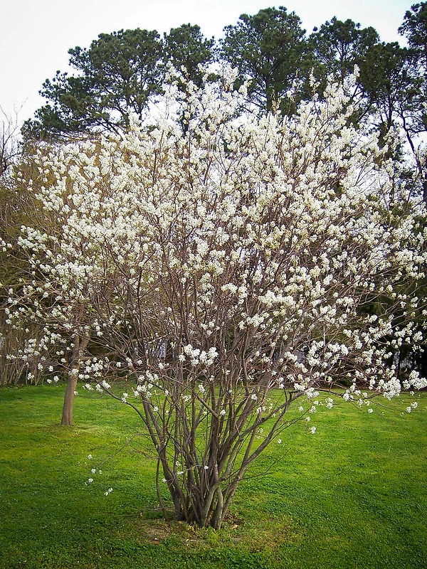Serviceberry 1 Serviceberry
