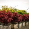 Shaina Japanese Maple