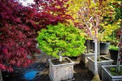 Sharps Pygmy Japanese Maple -The Tree Center sharps pygmy 1 600x401 1