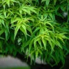 Sharps Pygmy Japanese Maple