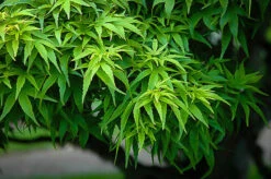 Sharps Pygmy Japanese Maple