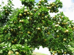 Shinko Asian Pear -The Tree Center shinko asian pear 3 600x450 1