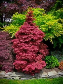 Skeeter's Broom Japanese Maple -The Tree Center skeeters broom japanese maple 1 1 600x800 1
