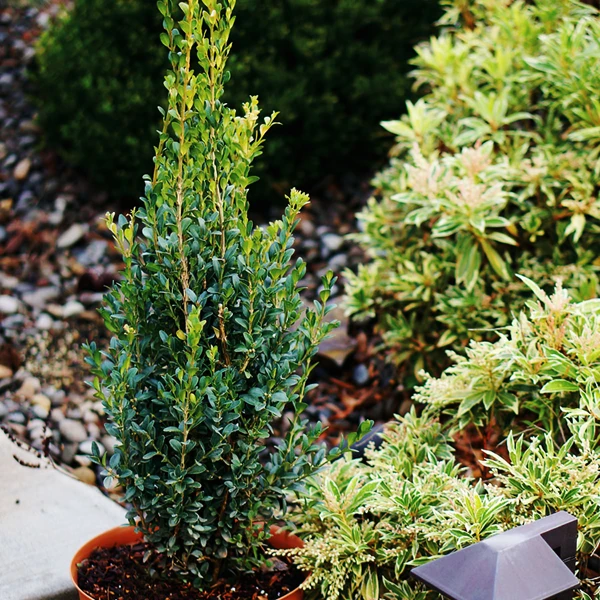 Skywalker™ Boxwood 1 Skywalker™ Boxwood