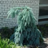 Slenderina Weeping Colorado Spruce