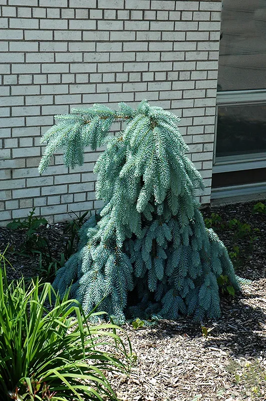 Slenderina Weeping Colorado Spruce 1 Slenderina Weeping Colorado Spruce