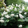 Snow Queen Oakleaf Hydrangea
