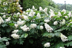 Snow Queen Oakleaf Hydrangea