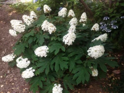 Snow Queen Oakleaf Hydrangea -The Tree Center snow queen hydrangea 2 600x448 1