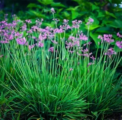 Society Garlic 5 Society Garlic -The Tree Center society garlic 1 jpg webp