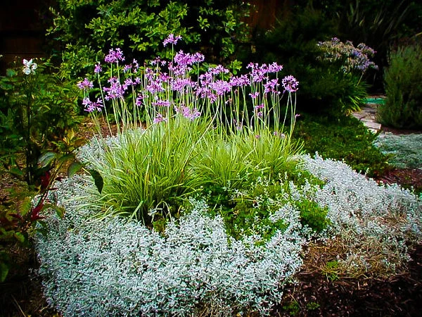 Society Garlic 2 Society Garlic - Image 2