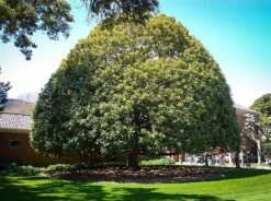 Southern Magnolia Tree -The Tree Center southern magnolia 1 600x446 1