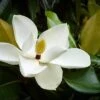 Southern Magnolia Tree