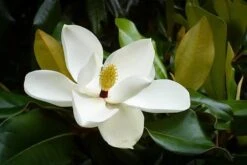 Southern Magnolia Tree