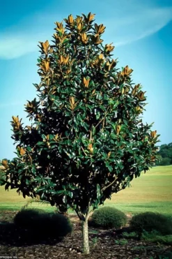 Southern Magnolia Tree -The Tree Center southern magnolia 3 jpg webp
