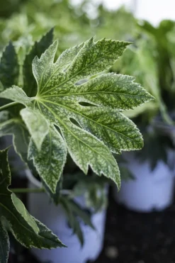 Spider's Web Fatsia -The Tree Center spiderswebfatsia1 600x900 1