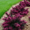 Spilled Wine® Weigela