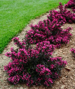 Spilled Wine® Weigela
