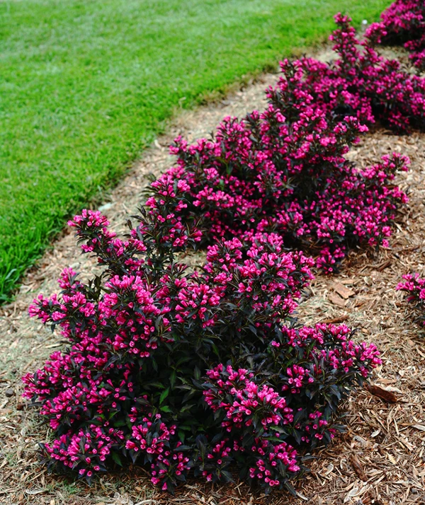 Spilled Wine® Weigela 1 Spilled Wine® Weigela